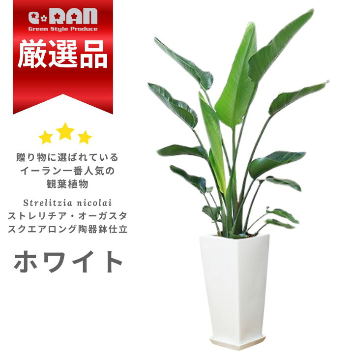楽天市場】エントリーP10倍！【数量限定販売】 観葉植物 大型 