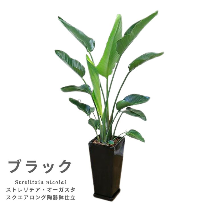 楽天市場】エントリーP10倍！【数量限定販売】 観葉植物 大型 