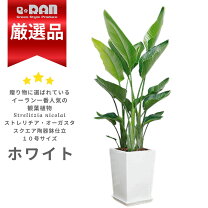 楽天市場】ストレリチア 大型の通販