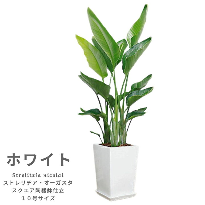 楽天市場】観葉植物 大型 10号 ストレリチア オーガスタ 高さ約150cm 