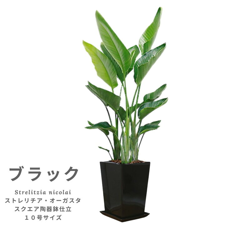楽天市場】観葉植物 大型 10号 ストレリチア オーガスタ 高さ約150cm 