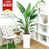 楽天市場】オーガスタ 12号の通販