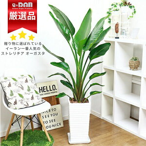 Xg`A I[KX^ i픫  150cm 10TCY ^ yʌ̔zǗ Mt 엿܃v[g oVE Xg`A Strelitzia nicolai jRC V
