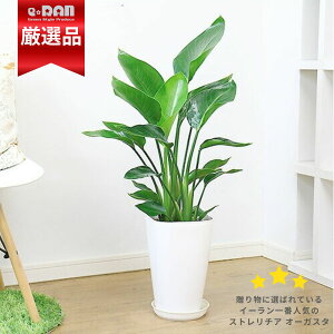 ϗtA I lC̃Xg`A I[KX^ 3d 8 XNGAvX`bN Ǘ Mt 엿܃v[g oVE Xg`A Strelitzia nicolai jRC V̒