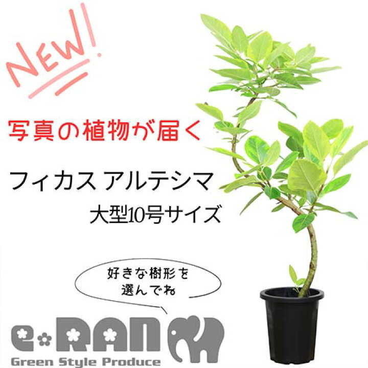楽天市場】極太 フィカス アルテシマ (アルテシーマ) 10号鉢 高さ150 