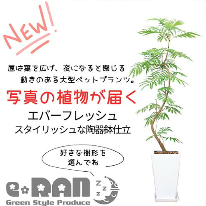 楽天市場】【選べる現品発送】エバーフレッシュ 陶器鉢 白 角鉢 丸鉢 