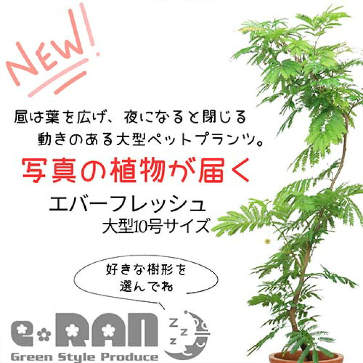 楽天市場】【選べる現品発送】エバーフレッシュ 10号鉢 でかい 大きい 