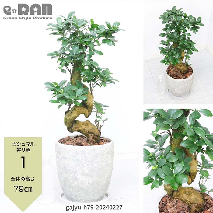 観葉植物 8号 ガジュマルの人気商品・通販・価格比較 - 価格.com