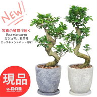 縁起の良い ガジュマル 昇り竜 極太 接木 8号サイズ【選べる現品発送】高さ約70〜90cm前後 エッグセメン…