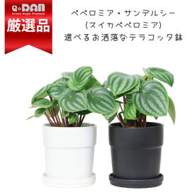 観葉植物 スイカペペロミア (ペペロミア アルギレイア) 選べるテラコッタ鉢 白 黒 可愛い 植物 Peperomia argyreia 小さい 小葉 ペペロミア サンデルシー スイカペペ シック テーブルグリーン ミニ キッチン植物 おしゃれ 丸い葉 肉厚 多肉植物 限定数販売品