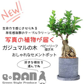 ＼ポイント5倍／【選べる現品発送】ガジュマル 接木 ベビーリーフ 極太 セメントポット鉢 小さい がじゅまる ガジュマルの木 塊根植物 根上がり 人参ガジュマル 鉢植え 多幸の木 榕樹 溶ける木 キジムナー 我樹丸 観葉植物