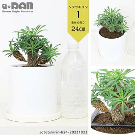 【選べる現品発送】観葉植物 ユーフォルビア ソテツキリン (パイナップルコーン) 子株付き 陶器鉢 白 角鉢 丸鉢 管理説明書 受皿付き 肥料小袋プレゼント 蘇鉄麒麟 多肉植物 ユーフォルビア ブプレウリフォリア サボテンの様な多肉 個性的 テーブル 小鉢