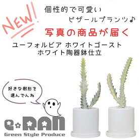 【選べる現品発送】多肉植物 希少種 ユーフォルビア ホワイトゴースト 陶器鉢 高さ約20～30cm 育て易い 多肉 白い幽霊 白い色 Euphorbia lactea White Ghost ラクティア 斑入り品種 さぼてん サボテン ビザールプランツ 観葉植物