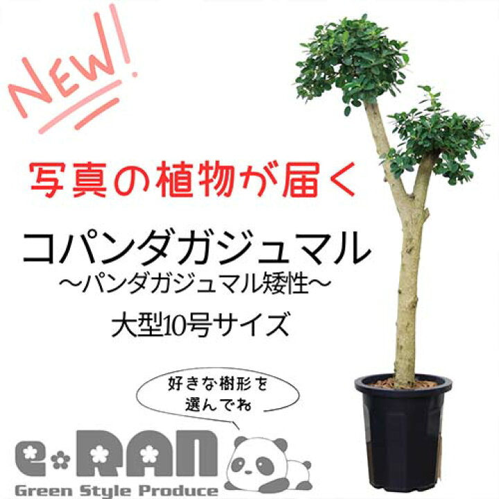 楽天市場】＼ポイント5倍／【選べる現品発送】コパンダガジュマル 接木 