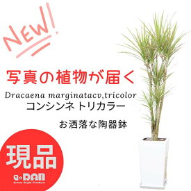 ＼ポイント2倍／【選べる現品発送】観葉植物 コンシンネ トリカラー 角 丸 陶器鉢 白 スクエア ラウンド 大型 植物ドラセナグリーン 紅覆輪千年木 ベニフクリンセンネンボク マルギナータ マジナータ 幸福の木 プレゼント ギフト