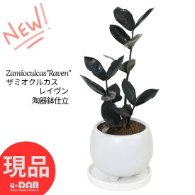 ＼ポイント2倍／【選べる現品発送】観葉植物 ザミオクルカス レイヴン 高さ約20～30cm 陶器鉢 白 ボール型 キューブ型 シリンダー型 丸 角 金銭樹 レイブン 肉厚な葉 耐陰性 サトイモ科 ザミオクルカス属 半日蔭 多肉植物 ミニ 金運アップ 育てやすい植物