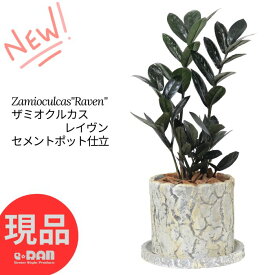 ＼ポイント2倍／【選べる現品発送】 観葉植物 ザミオクルカス レイヴン 高さ35～50cm セメントポット 4号サイズ 専用受皿付 管理説明書付き 肥料小袋プレゼント 金銭樹 Zamioculcas"Raven" 肉厚な葉 ザミア耐陰性 サトイモ科 半日蔭 多肉植物 ミニ 金運アップ 育てやすい植物