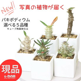 【選べる現品発送】人気の塊根植物 パキポディウム 実生 5種【ロスラーツム】【カクチペス】【ホロンベンセ】【デンシフローラム】【バロニー】ビザールプランツ 小鉢 コーデックス 多肉植物 観葉植物