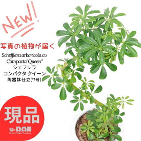 ＼ポイント2倍／【選べる現品発送】観葉植物 シェフレラ コンパクタ クイーン 陶器鉢 曲がり樹形 S字樹形 おすすめ ホンコンカポック アルボリコラ カポック 初心者 耐寒性 オクトパスツリー 新築祝い