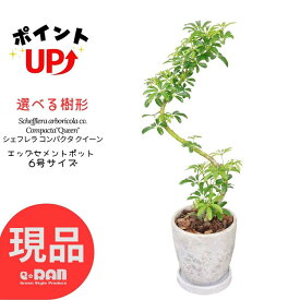 ＼ポイント2倍／【選べる現品発送】観葉植物 シェフレラ コンパクタ クイーン 高さ約55～70cm エッグセメントポット 6号サイズ 曲がり樹形 おすすめ ホンコンカポック アルボリコラ カポック 丈夫で育てやすい 初心者 耐寒性 オクトパスツリー 店舗 新築祝い 掌形