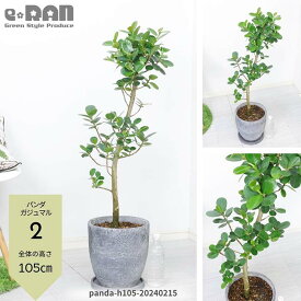 【選べる現品発送】観葉植物 パンダ ガジュマル 8号サイズ エッグセメントポットぱんだ がじゅまる フィカス 精霊 自然樹形 贈り物におすすめ かわいい 丸葉 希少レア ギフト 厳選品 多幸の木 マルバガジュマル 風水 キムジナーおしゃれ インテリア