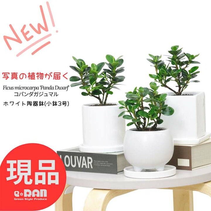 楽天市場】【選べる現品発送】コパンダ ガジュマル 高さ約15〜20cm  