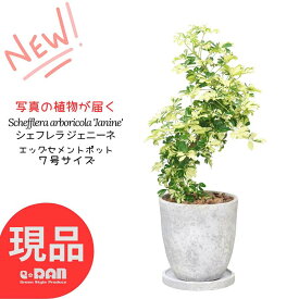 ＼ポイント2倍／【選べる現品発送】 観葉植物 斑入り シェフレラ ジェニーネ 高さ約50～65cm エッグセメントポット 7号サイズ 曲がり樹形 金魚葉 カポック 枝変わり 金魚の尾のような形 希少 レナータ ハートリーフ 盆栽 個性的 小さい ミニ Schefflera