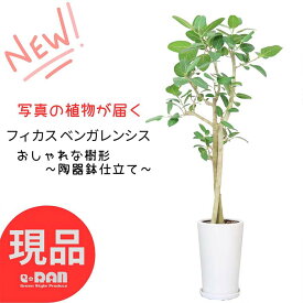 ＼ポイント2倍／【選べる現品発送】観葉植物 大型 ベンガレンシス 陶器鉢 高さ約130～160cm おしゃれ 自然樹形 曲がり樹形 ベンガル フィカスベンガレンシス ベンガルボダイジュ ベンガルゴム ゴム婚式 開店祝い ゴムの木 移転祝い 新築祝い お祝い プレゼント 菩提樹 室内