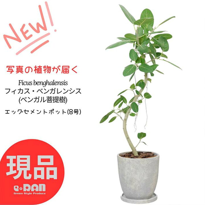 楽天市場】【選べる現品発送】観葉植物 ゴムの木 フィカス 