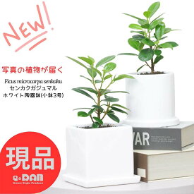 【選べる現品発送】観葉植物 小鉢 センカクガジュマル 陶器鉢 高さ約20～25cm 希少種 尖閣ガジュマル ミニ 植物 贈り物 おすすめ 部屋 風水 キムジナー がじゅまる 精霊 自然樹形 インテリア おしゃれ 小型 かわいい 盆栽 耐寒性 送料無料 Ficus microcarpa senkaku