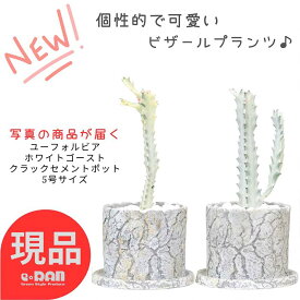 【選べる現品発送】多肉植物 ユーフォルビア ホワイトゴースト 高さ約25～35cm クラックセメントポット 育て易い 多肉 白い幽霊 白い色 Euphorbia lactea White Ghost ラクティア 斑入り品種 希少種 さぼてん サボテン ビザールプランツ 観葉植物