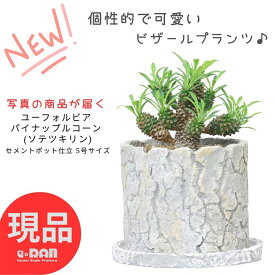 ＼ポイント2倍／【選べる現品発送】 多肉植物 パイナップルコーン 子株付き セメントポット 高さ約15～25cm ソテツキリン 蘇鉄麒麟 ユーフォルビア ブプレウリフォリア サボテンの様な多肉 個性的 テーブルグリーン 小鉢 ビザールプランツ パイナップル 観葉植物