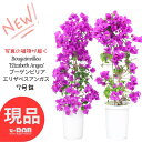 産直直送 南国 花 ブーゲンビリア エリザベスアンガス 7号鉢【選べる現品発送】 高さ約80〜95cm前後 ブーゲンビレア 深紅の花（苞） 母の日 花鉢 鉢植え 観葉植物 癒し トロピカル 筏葛(イカダカズラ)Bougainvillea 'Elizabeth Angas' 誕生日 記念日 お祝い