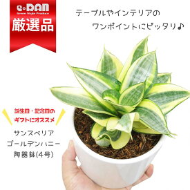 【選べる現品発送】多肉植物 子株付き サンスベリア ゴールデンハニー 陶器鉢 4号サイズ 約20cm前後 管理説明書 受皿付きトラノオ 虎の尾 千歳欄 マイナスイオン 育てやすい サンセベリア ハニー 開店祝い 新築祝い 風水 トイレ 植物 耐陰性 矮性種 観葉植物