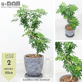 ＼ポイント2倍／観葉植物 シェフレラ コンパクタ クイーン 高さ70～80cm エッグセメントポット 7号サイズ 曲がり樹形 おすすめ ホンコンカポック アルボリコラ カポック 丈夫で育てやすい 初心者 耐寒性 オクトパスツリー 店舗 新築祝い 掌形【現品発送】