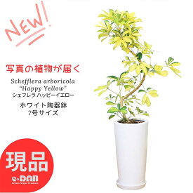 ＼ポイント2倍／【選べる現品発送】観葉植物 シェフレラ ハッピーイエロー 陶器鉢 白 7号サイズ 高さ約70～100cm S字樹形 ホンコン カポック 希少 黄斑 育てやすい 黄色い葉 アルボリコラ オクトパスツリー Schefflera arboricola “Happy Yellow”