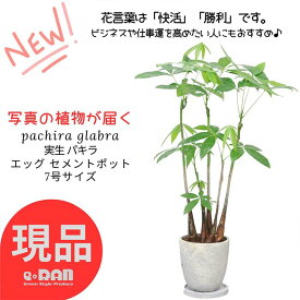 【選べる現品発送】観葉植物 実生 パキラ 高さ約80～110cm エッグセメントポット 7号サイズ 管理説明書 受皿付 肥料小袋プレゼント 育てやすい植物 新築祝い オススメ 縁起物 ぱきら Pachira 発財樹 記念日 初心者 送料無料 快活 開店祝い 開業祝い 観賞用