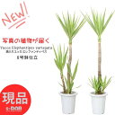 ＼ポイント2倍／【選べる現品発送】 斑入りユッカ エレファンティペス 8号鉢 高さ約125〜140cm Yucca elephantipes リュウゼツラン （青年の木）個性的 風水 金運 仕事運 新築祝い 開業祝い 人気 ギフト 観葉植物 ふいり 大型 育てやすいドライガーデン ロックガーデン厳選