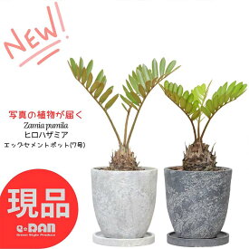 【選べる現品発送】観葉植物 ソテツ ヒロハザミア 高さ40～55cm エッグセメントポット 7号サイズ おしゃれ 観葉植物 メキシコソテツ ザミア・フルフラケア プミラ メキシコ 蘇鉄 そてつ 育てやすい インテリア 小型