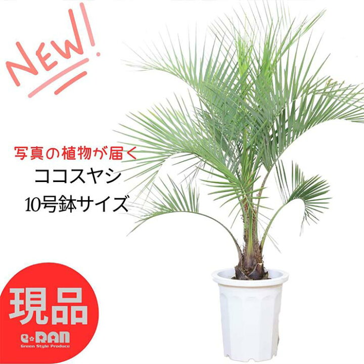 楽天市場】＼ポイント2倍／【選べる現品発送】 大型 ココスヤシ 10号鉢 