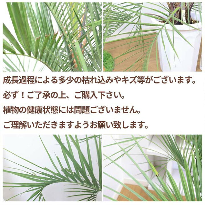 楽天市場】【選べる現品発送】 大型 ココスヤシ 10号鉢 ヤタイヤシ 
