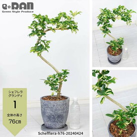 【選べる現品発送】観葉植物 斑入り シェフレラ グランディ 高さ約65～85cm エッグセメントポット 7号サイズ シェフレラ ホンコン カポック アルボリコラ 曲線 曲がり樹形 耐寒性 オクトパスツリー 黄色い葉 Schefflera arboricola"Grundy"