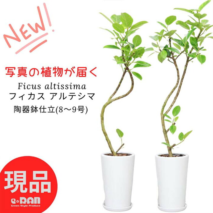 楽天市場】＼ポイント2倍／【選べる現品発送】フィカス 