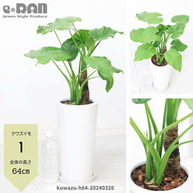 【選べる現品発送】観葉植物 縁起の良い子持ち クワズイモ 高さ約60～70cm 陶器鉢 6号サイズ 人気のインテリア くわずいも アロカシア ハート形の葉 出世芋 トトロの傘 送料無料 Alocasia odora 開店祝い ギフト 小さい