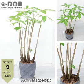 【選べる現品発送】観葉植物 実生 パキラ 高さ約80～110cm エッグセメントポット 7号サイズ 管理説明書 受皿付 肥料小袋プレゼント 育てやすい植物 新築祝い オススメ 縁起物 ぱきら Pachira 発財樹 記念日 初心者 送料無料 快活 開店祝い 開業祝い 観賞用