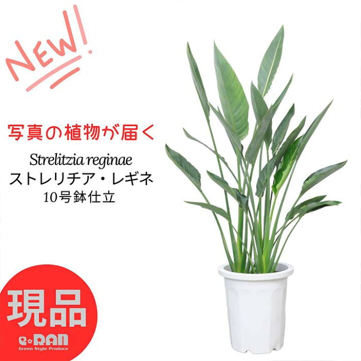 楽天市場】【選べる現品発送】ストレリチア レギネ 10号鉢 高さ約110 