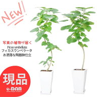 フィカス ウンベラータ 観葉植物 9号鉢 高さ約130〜165cm 大型 シンボルツリー 開店祝い 新築祝い 結婚祝…