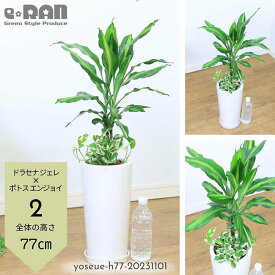 【選べる現品発送】観葉植物 寄せ植えドラセナ ジェレ×ポトス エンジョイ 陶器鉢 白 2種類 鉢植え 管理説明書 受皿付き 肥料小袋プレゼント 育てやすい植物グリーン プレゼント ギフト 幸福の木の仲間 ツル性植物