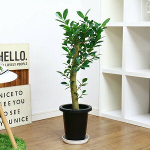 I N̗ǂlC̃KW} 7 pd Iׂ锫̐Fyʌ̔zǗt Mt ϗtAy܂ tBJX K̖ LWi[ Վ C`WN n Ficus mi