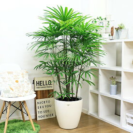 ＼ポイント5倍／【厳選産直】人気のシュロチク（棕櫚竹）10号鉢 観葉植物 大型 管理説明書 受皿付き 寒さに強い ヤシの木の仲間 コシュロ 日陰 アジアンテイスト 和モダン Rhapis humilis 【数量限定販売】